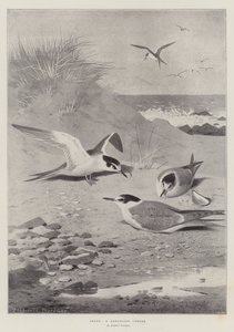 Terns, a Sheltered Corner